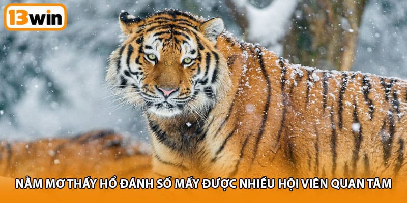 Nằm mơ thấy hổ đánh số mấy được nhiều hội viên quan tâm